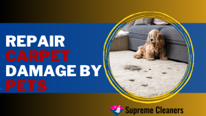 Repair Carpet Damage By Pets