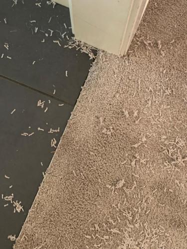 WhatsApp Image 2020-08-21 at 10.12.19 AM (1)