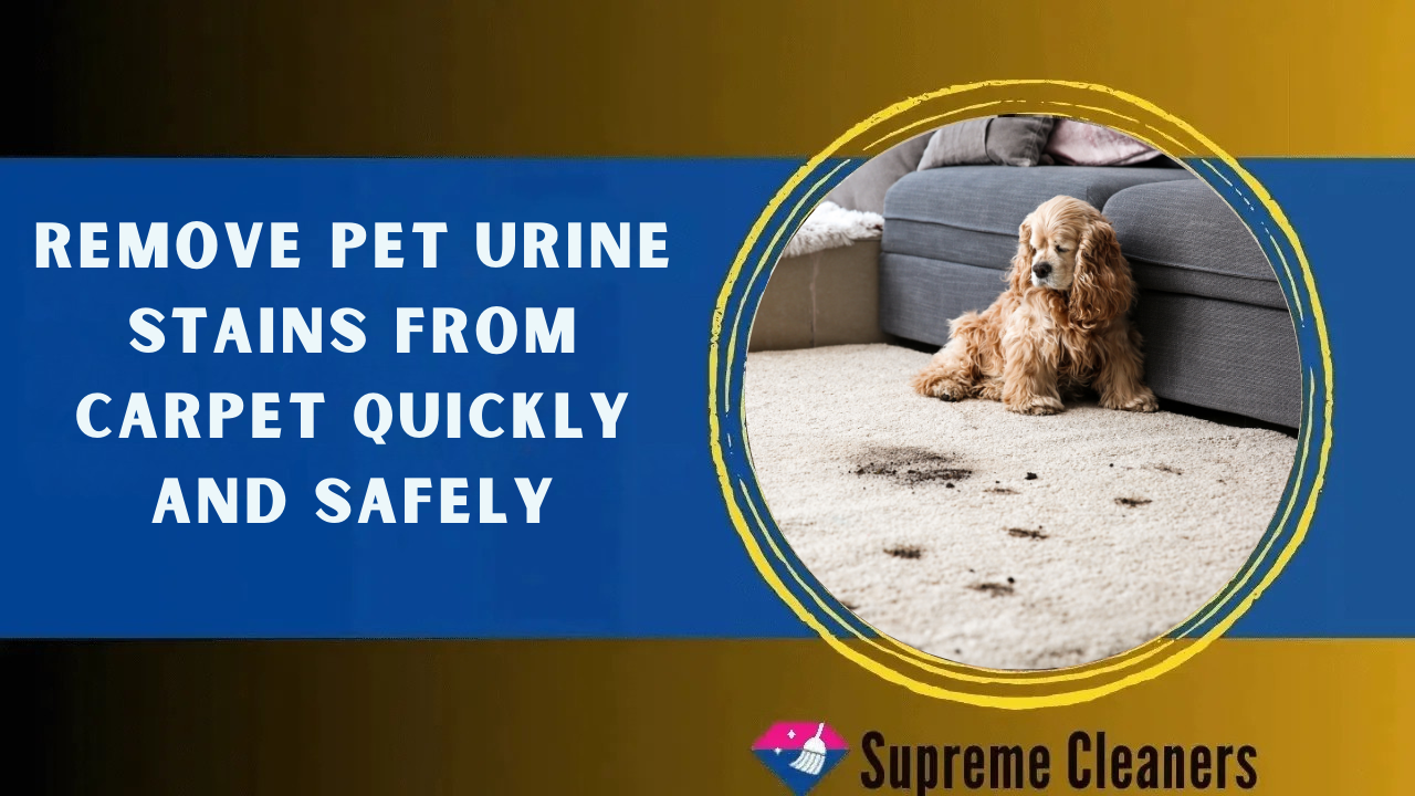 Remove Pet Urine Stains from Carpet Quickly and Safely